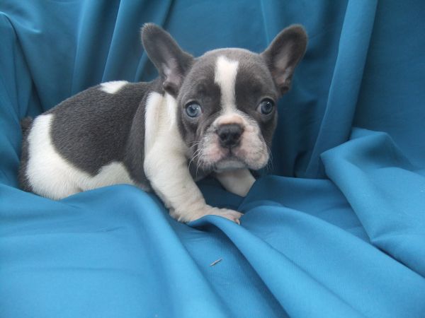 Bulldog francs Azul