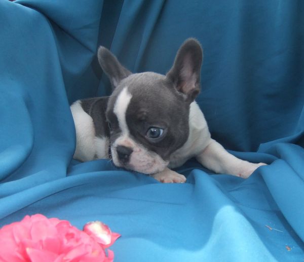 Bulldog francs Azul