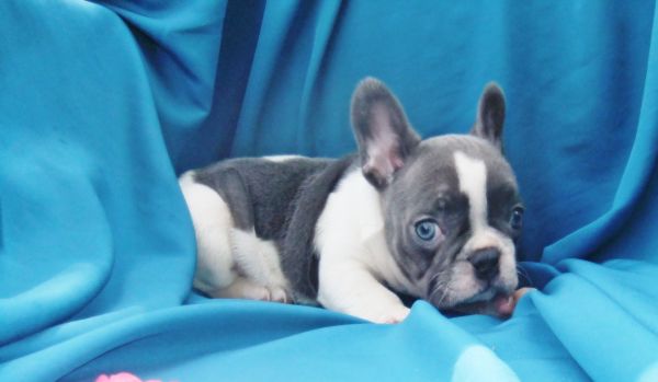 Bulldog francs Azul