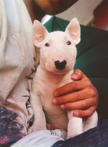 Bull Terrier