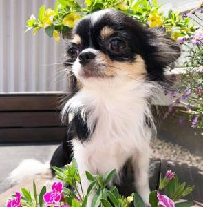 Chihuahua