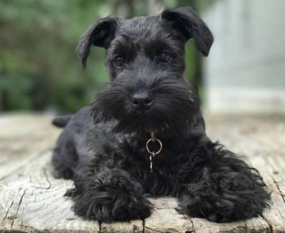 Schnauzer