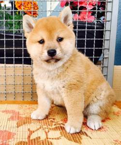 Shiba Inu