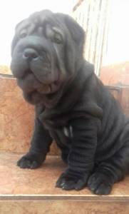 Sharpei