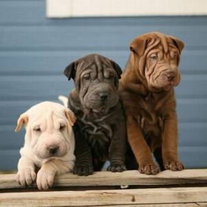 Sharpei