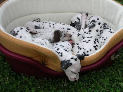 dalmata