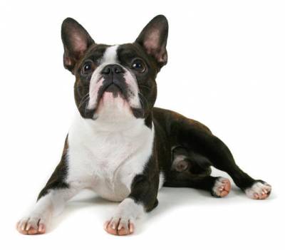 boston terrier