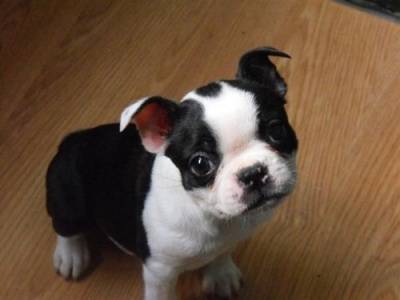 boston terrier