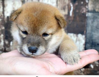 Shiba Inu