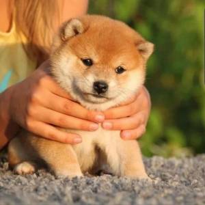 Shiba Inu