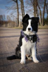 border collie