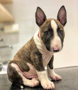 Bull Terrier