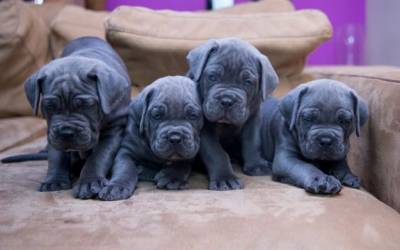 Cane Corso