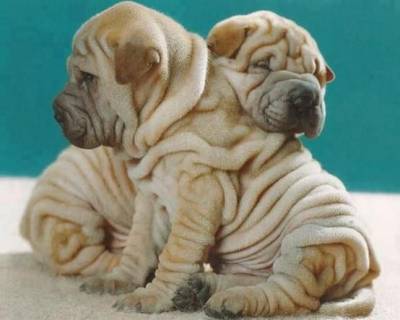 Sharpei