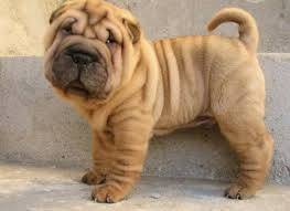 Sharpei