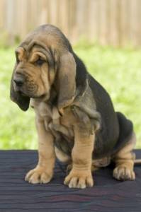 Fila Brasileiro