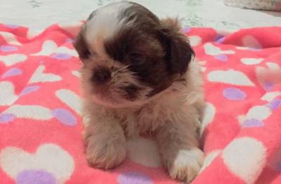 SHIH-TZU O RANKING DE VENDA LINDOS CHOCOLATE E PARTICOLOR PARC ENTREGO HOJE CHAMA NO ZAP