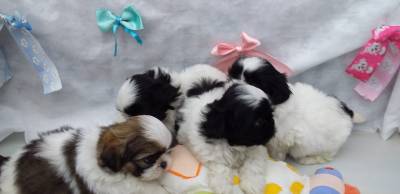 SHIH-TZU O RANKING DE VENDA LINDOS CHOCOLATE E PARTICOLOR PARC ENTREGO HOJE CHAMA NO ZAP