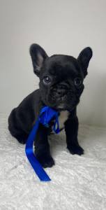 Bulldog Frances Machinho Bulldog Frances Machinho
