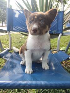 LTIMO CASAL DE BORDER COLLIE DISPONVEL