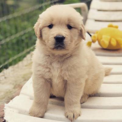 Filhote Golden Retriever