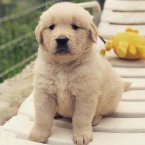 Filhote Golden Retriever