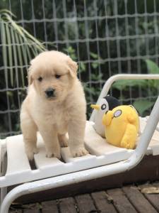 Filhote Golden Retriever