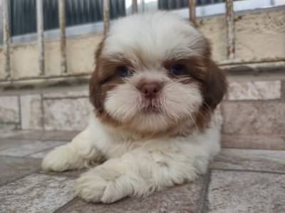 Lindos filhotinhos de Shih tzu