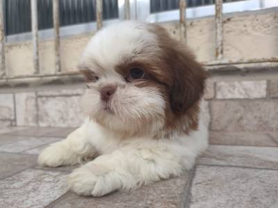 Lindos filhotinhos de Shih tzu