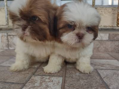 Lindos filhotinhos de Shih tzu