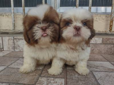 Lindos filhotinhos de Shih tzu