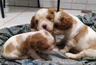 Cavalier King Charles Spaniel Fêmea pedigree CBKC Cavalier King Charles Spaniel Fêmea pedigree CBKC