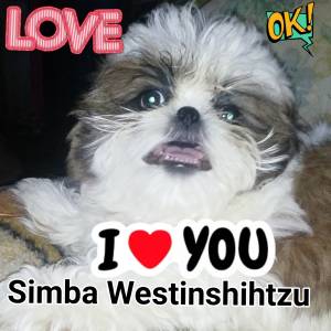 Filhotes Shih Tzu