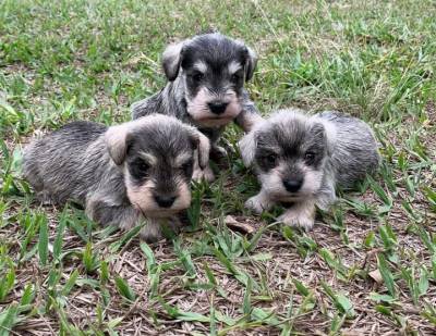 fILHOTES DE SCHNAUZER MINI