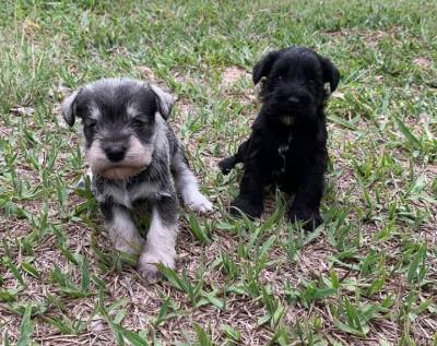 fILHOTES DE SCHNAUZER MINI