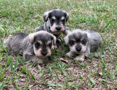 Filhotes de Schnauzer mini