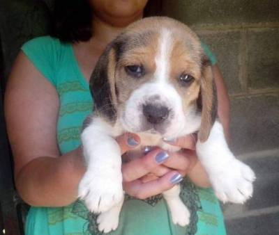 Filhotes de beagle tricolor e bicolor