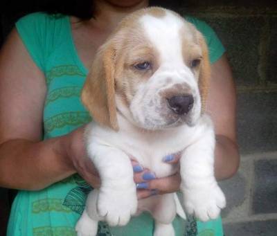 Filhotes de beagle tricolor e bicolor