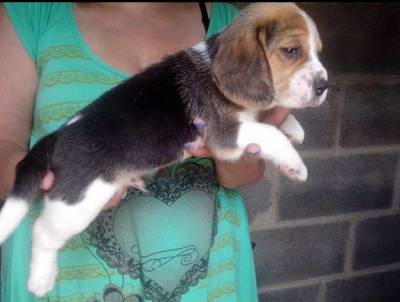 Filhotes de beagle tricolor e bicolor