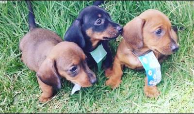 BASSET MINI TECKEL MACHOS PRETO CANELA E DOURADO PARC DEZ X ENTREGO HOJE CHAMA NO ZAP