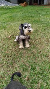 Schnauzer miniatura