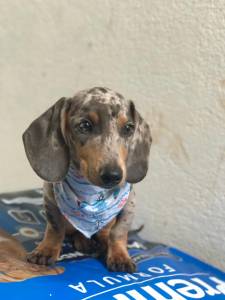 Filhotes de Dachshund  arlequim