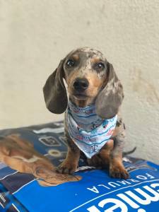 Filhotes de Dachshund  arlequim