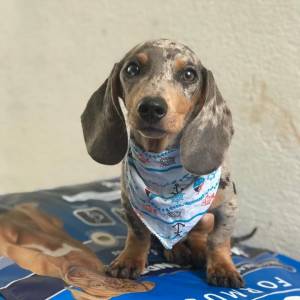 Filhotes Dachshund arlequim