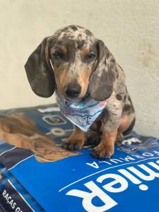 Filhotes Dachshund arlequim