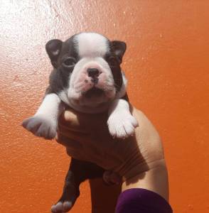Boston terrier lindos filhotes machinhos Boston terrier lindos filhotes machinhos