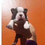 Boston Terrier Boston terrier lindos filhotes machinhos