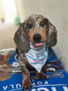 Lindos filhotes de dachshund