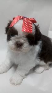 Filhotes de shihtzu
