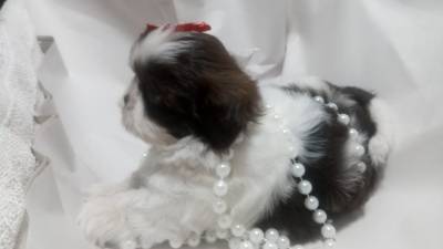 Filhotes de shihtzu